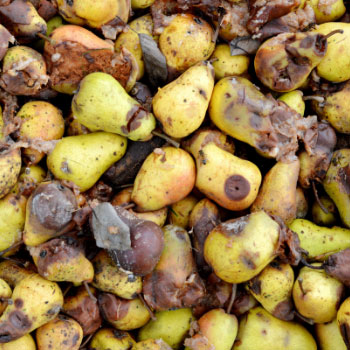 rotting pears