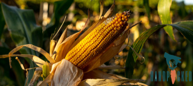 corn