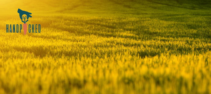 grassy hill