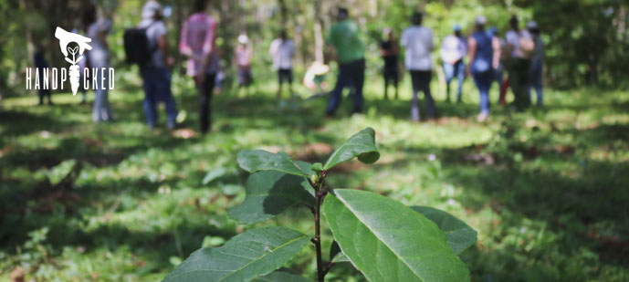 erva mate plant