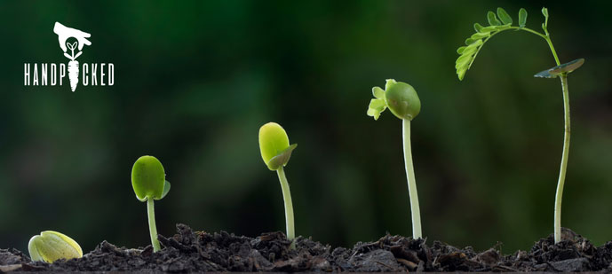 seedlings at different stages