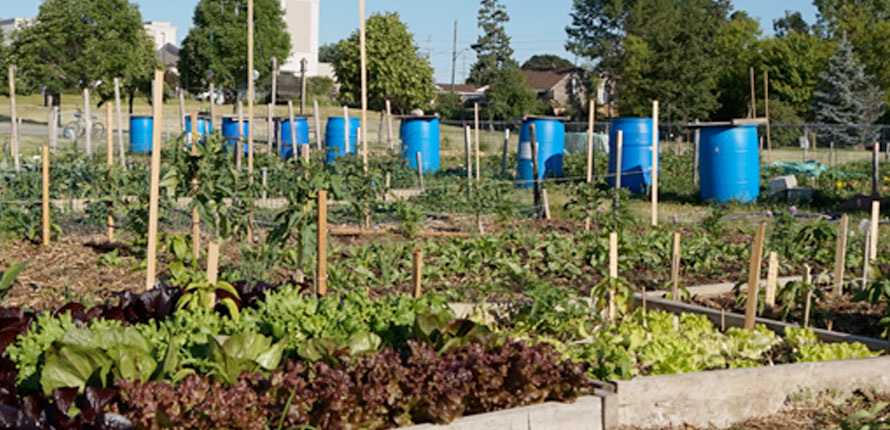 Garden and water barrels