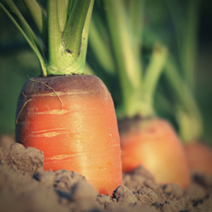 LCSFS Researchers Launch Yellowknife Food Hub Study
