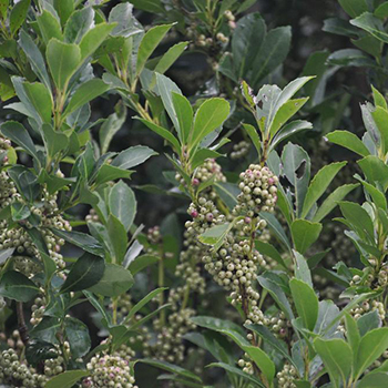Regenerating the Forest: Agroecological Erva-Mate Production in Brazil